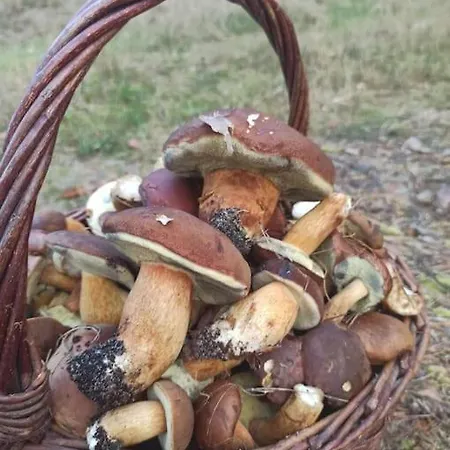 Sielska Oaza - Siedlisko Wiejskie Z Domem Calorocznym Tatil Evi Osiek (Pomerania)