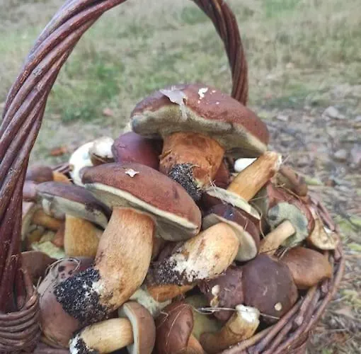 Sielska Oaza - Siedlisko Wiejskie Z Domem Calorocznym Prázdninový dům Osiek (Pomerania)