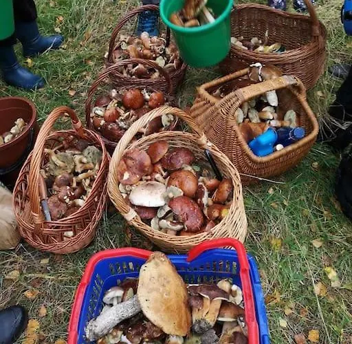 Sielska Oaza - Siedlisko Wiejskie Z Domem Calorocznym Prázdninový dům *